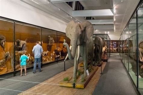  Iziko South African Museum: Step into a World of Natural History and Cultural Treasures!