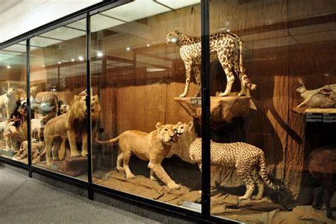  Iziko South African Museum: Step into a World of Natural History and Cultural Treasures!