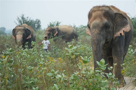 Pietersburg Elephant Sanctuary – A Haven for Rescued Giants and Unforgettable Encounters!