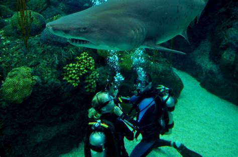 The Florida Aquarium:  A Splendid Underwater Adventure Awaiting Discovery!